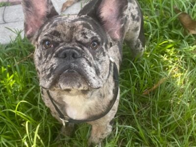 Frenchie Dog