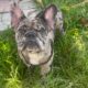 Frenchie Dog