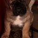 AKC Mastiff Puppies
