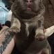 Isabella fluffy lilac tri french bulldog puppy