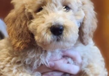 F1B GOLDENDOODLE Tan Female