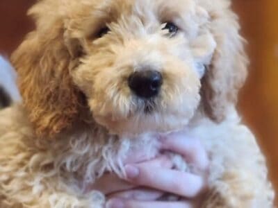 F1B GOLDENDOODLE Tan Female