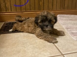 Shichon/shihpoo
