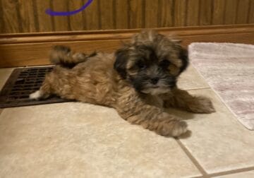 Shichon/shihpoo