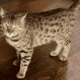 F5 Savannah Cat for Adoption