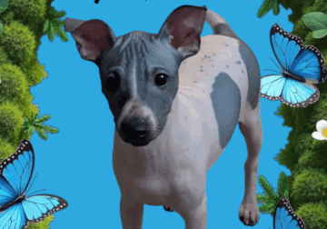 American hairless terrier