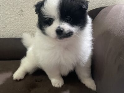 Female pomeranian 1