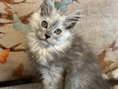 Pale Blue Smoke European Maine Coon