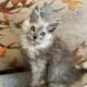 Pale Blue Smoke European Maine Coon