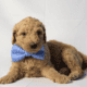 Mini Goldendoodles