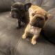 Adorable , Loving Frenchies