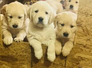 CKC Golden Retriever puppies