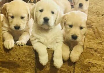 CKC Golden Retriever puppies