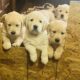 CKC Golden Retriever puppies