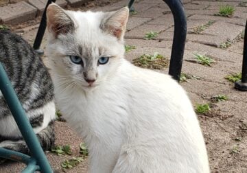 House Cat