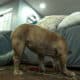 Mini AKC Bulldog – Lilac Fawn Mini – Ready for