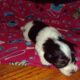 Knuckles, Coton de Tulear APRI Mother’s day specia