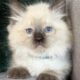 TICA Seal Colorpoint Male (blue collar)