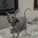 Hairless Peterbald Sphynx