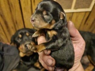 Puppy for sale