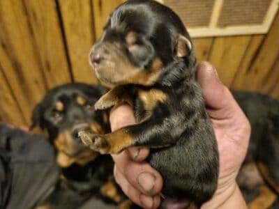 Puppy for sale