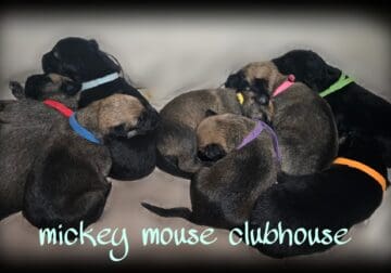 German Shepherd/ Belgian Malinois Puppies