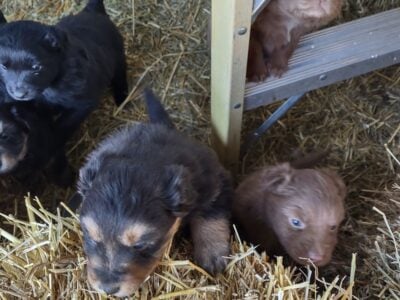 Australian Shepherd puppies
