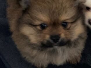 Pomeranian