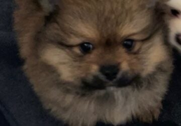 Pomeranian