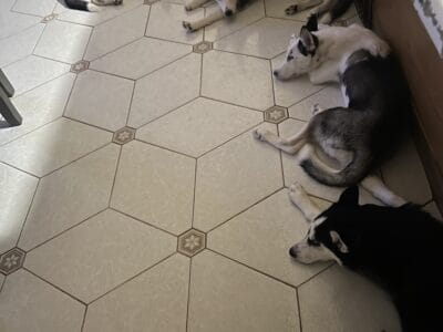 Husky puppies