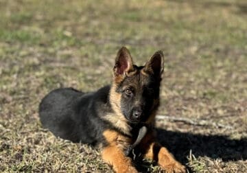 AKC German Shepherd Female Puppy DOB 10/17/2024