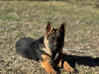 AKC German Shepherd Female Puppy DOB 10/17/2024