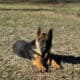 AKC German Shepherd Female Puppy DOB 10/17/2024