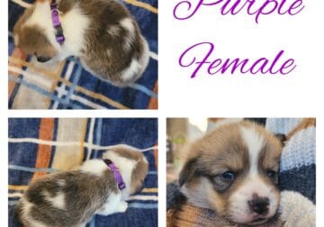 AKC Pembroke Welsh Corgis
