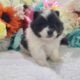 Purebred Pomeranian puppies