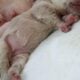 Fluffy platinum cream blue merle French bulldog pu