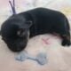 Yorkie~Chihuahua Chorkie Puppies