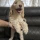 Male Goldendoodle