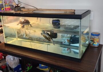 Red Ear Slider Turtles