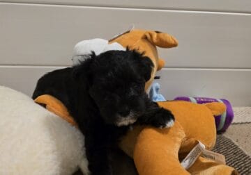 Mini schnauzer female puppy