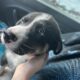 Puppy for sale