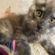 Dark Smoke Maine Coon