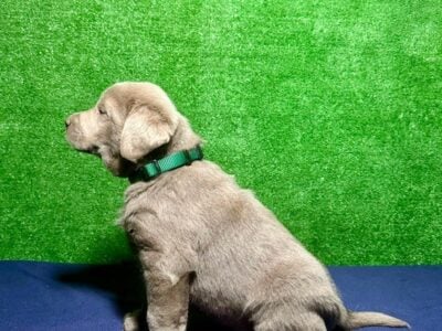 AKC Male Silver Lab Puppies