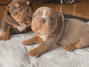 English Bulldog puppys