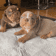 English Bulldog puppys