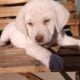 AKC labrador Retrievers
