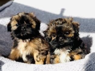 AKC Shih Tzu Puppies – tiny