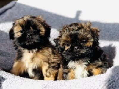 AKC Shih Tzu Puppies – tiny