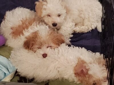 Mavis’ Maltipoos