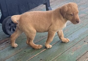 AKC Labrador puppies